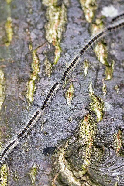 parady - branch caterpillar animal hair insect zdjęcia i obrazy z banku zdjęć