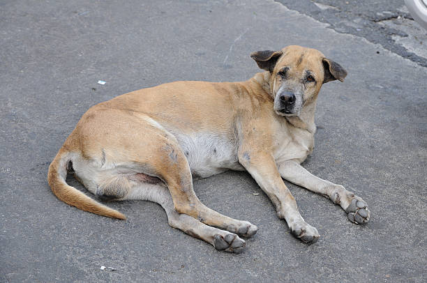 istock Single lost strayed dog sleeping on street 480368703