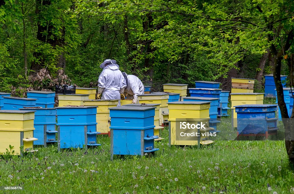Two bee-masters  in veil at apiary work among hives Two bee-masters  in veil at apiary work among hives, Zavet, Bulgaria 2015 Stock Photo