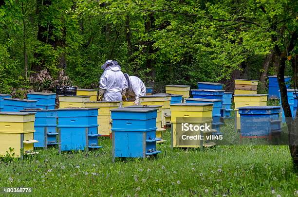 Two Beemasters In Veil At Apiary Work Among Hives Stock Photo - Download Image Now