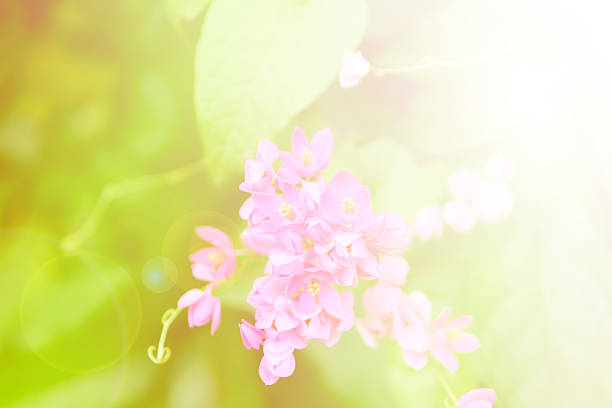istock Beautiful flowers soft focus and bright light 480368842