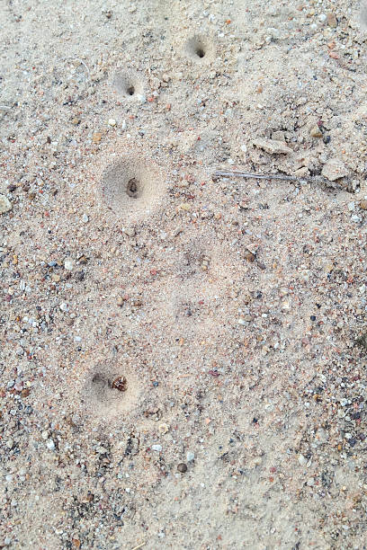 areia pit armadilha de uma formiga-leão larva. - formicarius imagens e fotografias de stock