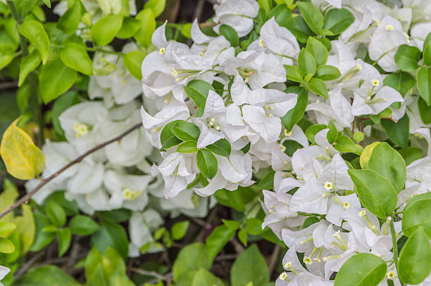 istock tropical bougainvillea white flowers 480369661