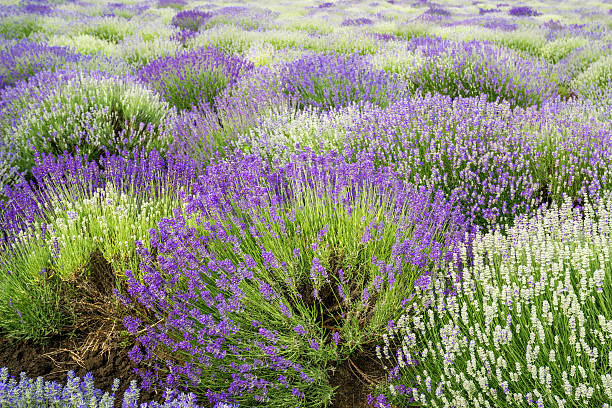 istock Meadow of lavender. Nature composition. Selective focus 480369702