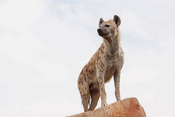 hyena an african spotted hyena spotted hyena photos stock pictures, royalty-free photos & images