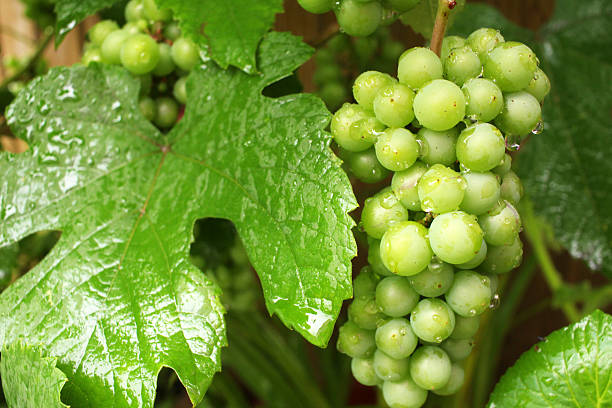 istock Grapes get wet in the rain 480369854