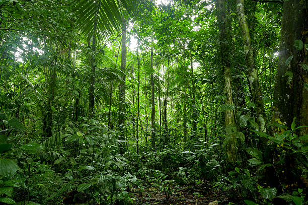 тропический дождевой лес пейзаж, amazon - island of borneo стоковые фото и изображения
