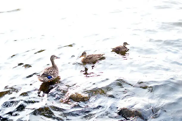Three ducks on the Boston Esplanade