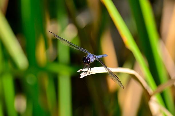 Blue Dragonfly Closeup Of A Blue Dragonfly calopteryx syriaca stock pictures, royalty-free photos & images