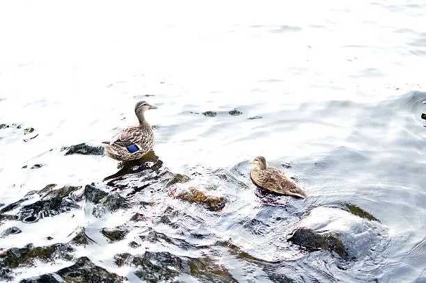 Two ducks on the Charles River at Boston Esplanade