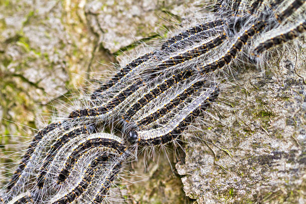 The Oak Processionary The Oak Processionary (Thaumetopoea processionea) caterpillars on the move on a tree in spring in the Netherlands. moth larvae pictures pictures stock pictures, royalty-free photos & images