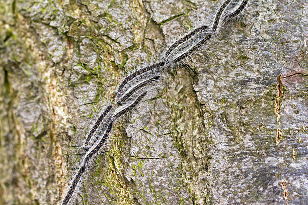 caterpillars árbol - branch caterpillar animal hair insect fotografías e imágenes de stock