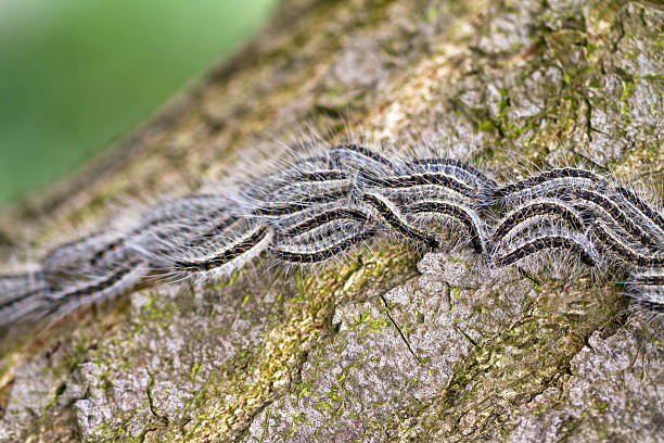 Oak Caterpillars The Oak Processionary (Thaumetopoea processionea) caterpillars on the move on a tree in spring in the Netherlands. moth larvae pictures pictures stock pictures, royalty-free photos & images