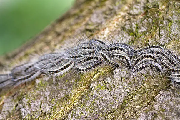 Photo of Oak Caterpillars