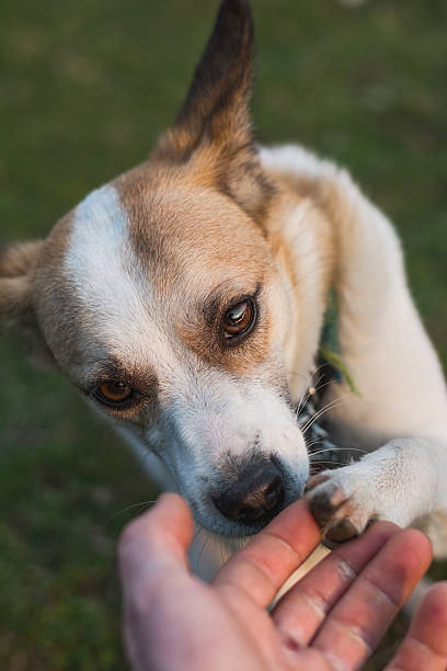 istock dog shaking paw with human 480374737
