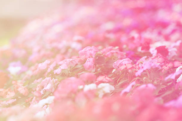 istock abstract flower background. flowers made with color filters 480375048