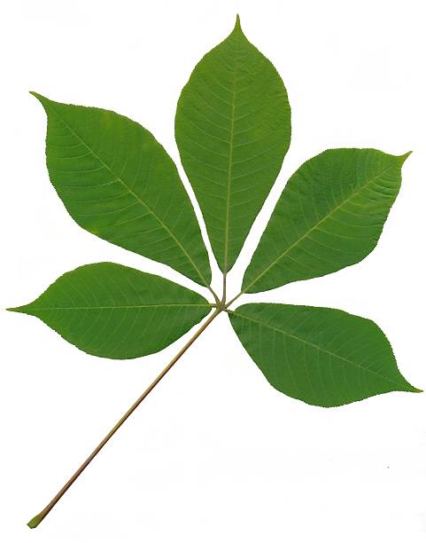 istock green leaf of horse chestnut tree isolated 480375579
