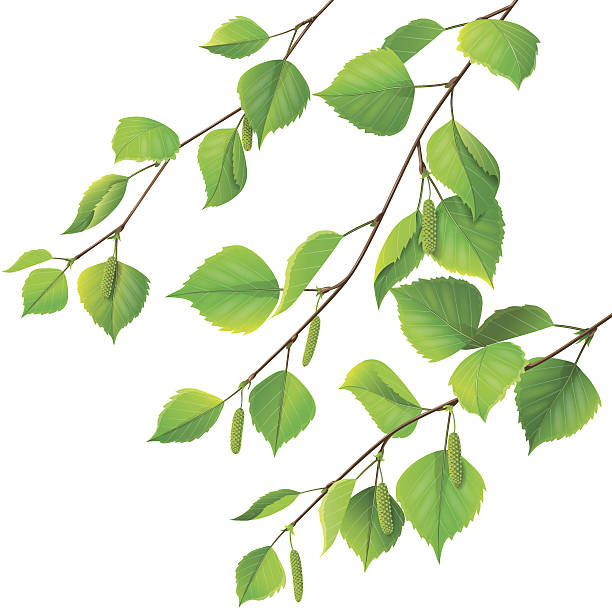 birch gałęzie - spring leaf wind sunlight stock illustrations