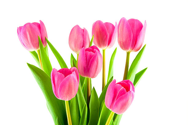 istock bouquet of pink tulips isolated 480377977