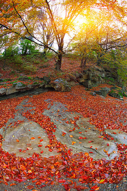 istock Autumn forest in the mountains 480378290