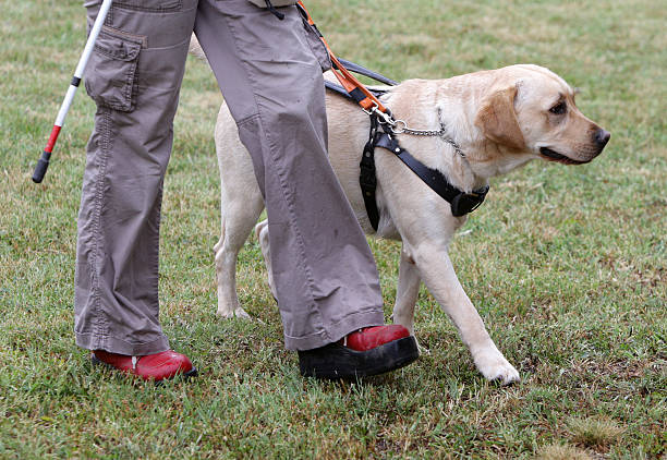 cego pessoa andar com seu cão-guia - dog walking retriever golden retriever imagens e fotografias de stock