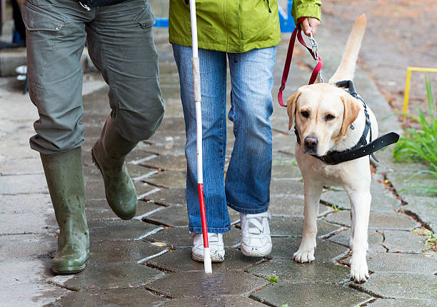 ブリント人に彼女のガイド、犬 - dog walking retriever golden retriever ストックフォトと画像