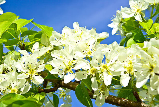 istock Blooming flowers on the branches of fruit trees. 480378565