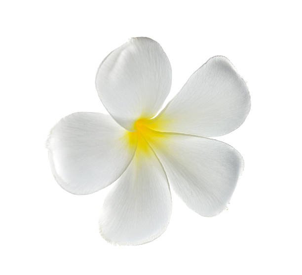 istock Plumeria flowers isolated on white background 480378918