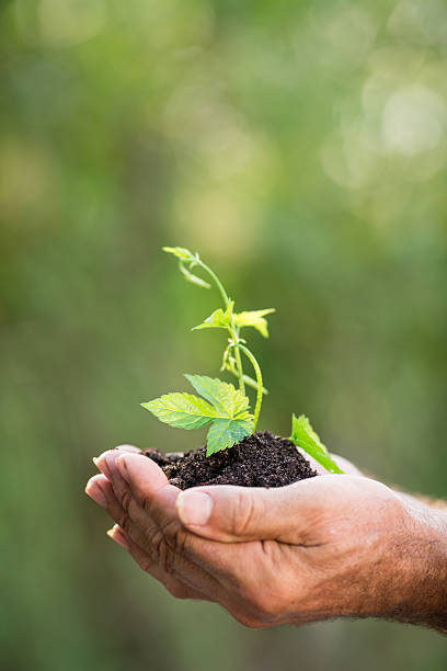 istock Young plant against green background 480379023