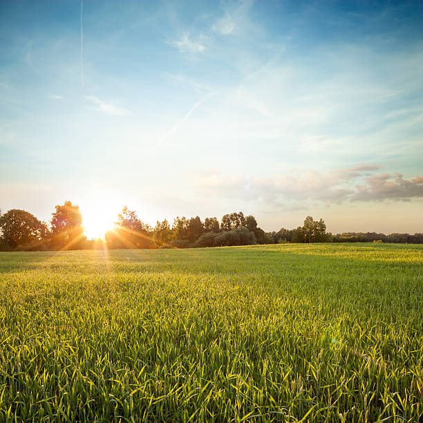 vert paysage d'été avec le champ au coucher du soleil - lea photos et images de collection