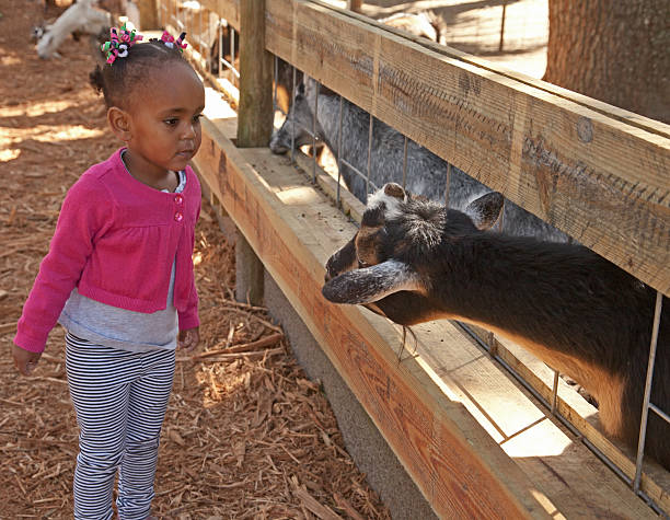 istock Young Girl Interacts with a Goat 480379241