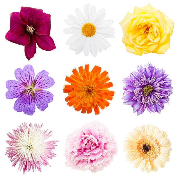 istock Collection of flower heads isolated 480379262