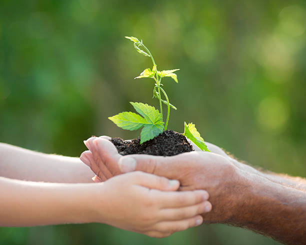 istock Young plant in hands against green background 480379765