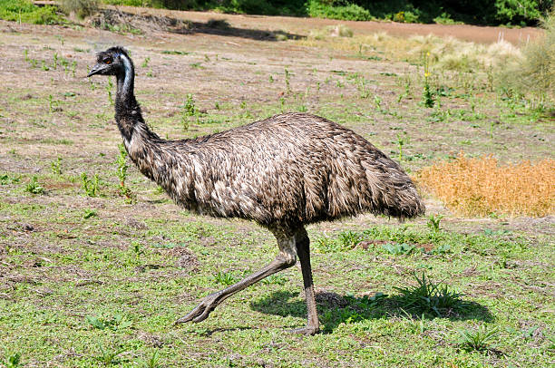 istock Australian emu at Tower Hill wildlife reserve (Australia) 480381981