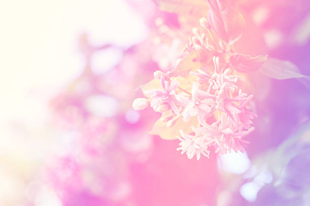 istock the Rangoon creeper a color adjustment in soft style 480385052