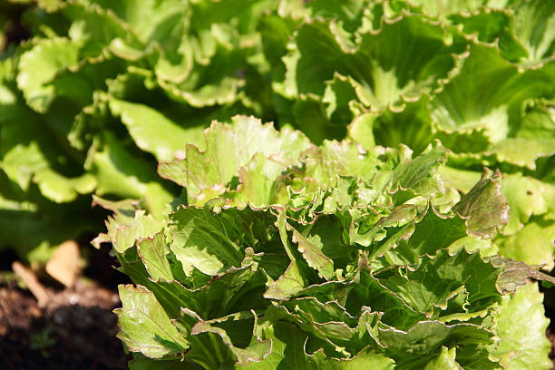 istock Green lettuce on a garden bed 480385637