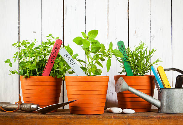 istock Potted herbs on shelf with shovel and watering can 480386040