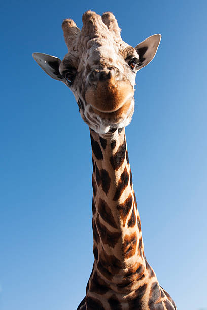 Pilgrim the Giraffe at Out of Africa Wildlife Park Arizona stock photo