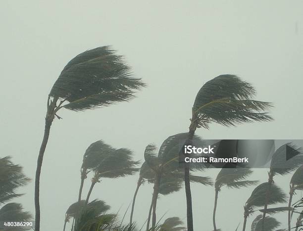 Tormenta Tropical Foto de stock y más banco de imágenes de Huracán - Huracán, Palmera, Tormenta - Tiempo atmosférico