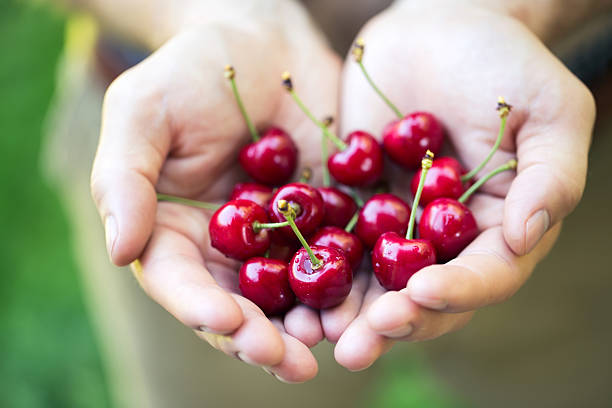 istock Men hands full of freshly sweet cherries 480386488