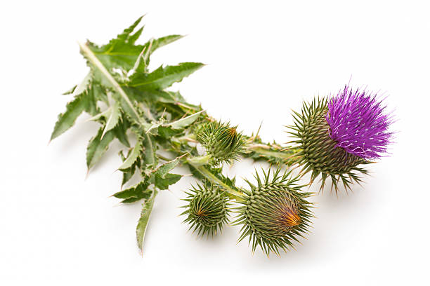 istock Milk Thistle plant 480386634