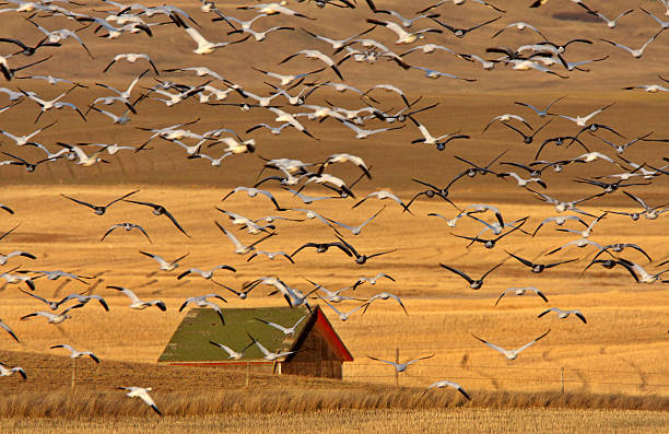 Huge flock of Snow Geese in Saskatchewan during fall migration stock photo