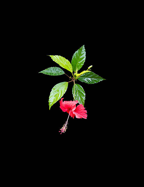 istock Carmine red hibiscus flower 480386816