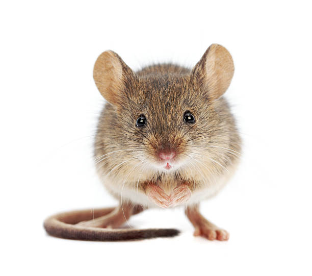 House mouse standing (Mus musculus) stock photo