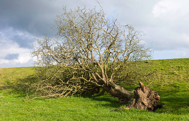 istock Uprooted tree following storm damage, Beverley, Yorkshire, UK. 480387017
