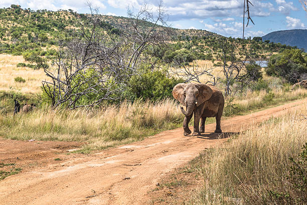 слон. национальный парк pilanesberg. южная африка. 29 марта 2015 г. - pilanesberg national park фотографии стоковые фото и изображения