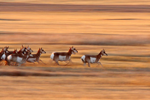 Pronghorn Antelope running through Saskatchewan field stock photo