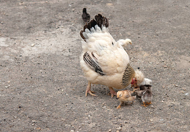 курица и птенцов - brooder стоковые фото и изображения