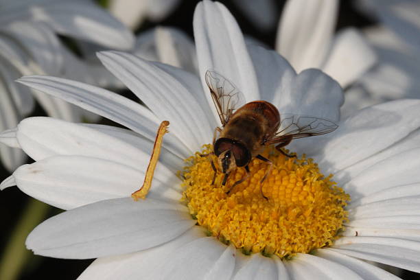 Honey bee vs worm on a daisy stock photo