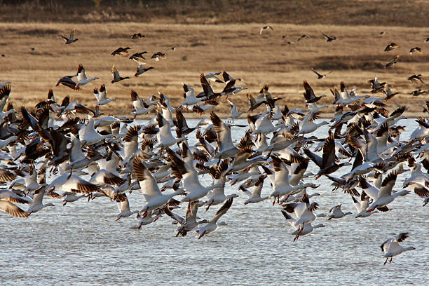 istock Huge flock of Snow Geese in Saskatchewan during fall migration 480389773